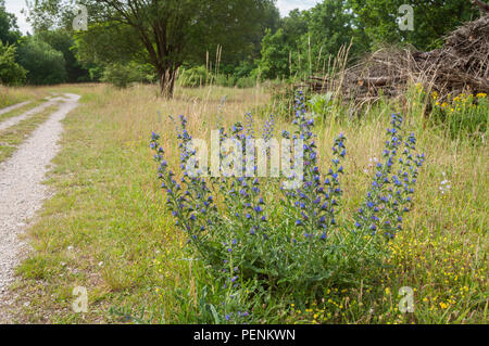 Der Viper bugloss, geschützte Landschaft, hainberg, Oberasbach, Fürth, Nürnberg, fränkische Sanddünen, Bayern, Deutschland, (Echium vulgare) Stockfoto