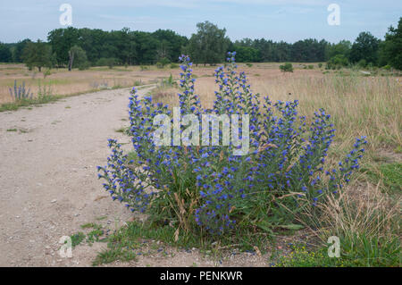 Der Viper bugloss, geschützte Landschaft, hainberg, Oberasbach, Fürth, Nürnberg, fränkische Sanddünen, Bayern, Deutschland, (Echium vulgare) Stockfoto