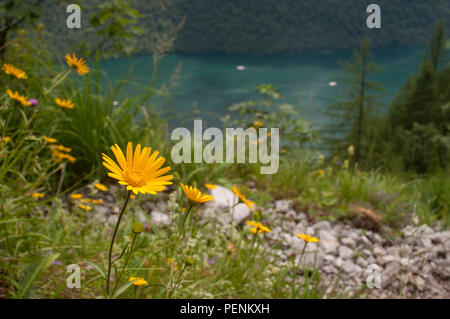 Oxeye, Watzmann Berge, Oberbayern, Berchtesgadener Alpen, Berchtesgaden, Königssee, Deutschland, (Buphthalmum salicifolium) Stockfoto