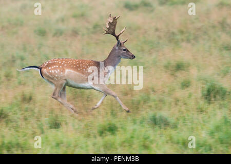 Damwild, männlich, Dänemark (Dama Dama) Stockfoto