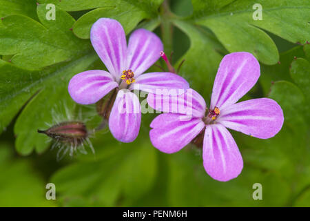 Wald-storchschnabel, Niedersachsen, Deutschland (Geranium sylvaticum) Stockfoto