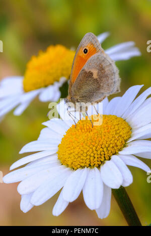 Wiese - Braun auf Ox-eye Daisy, Niedersachsen, Deutschland (Pyrausta aurata), (Leucanthemum vulgare) Stockfoto