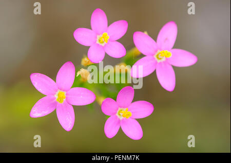 Weniger Centaury, Niedersachsen, Deutschland (Centaurium pulchellum) Stockfoto