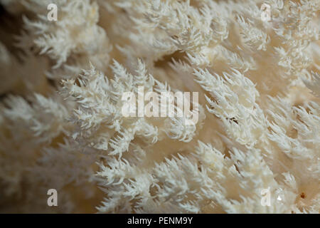 Ästiger Stachelbart Pilz (Hericium coralloides), Stockfoto