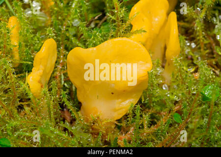 Gelbe Erde Zunge, (Spathularia flavida) Stockfoto