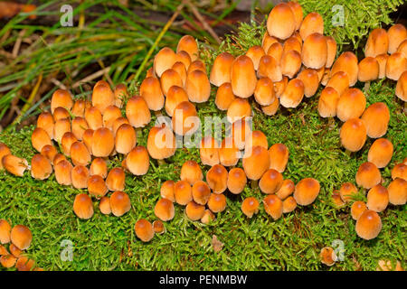 Glitzernde inky Kappe, (Coprinellus micaceus) Stockfoto