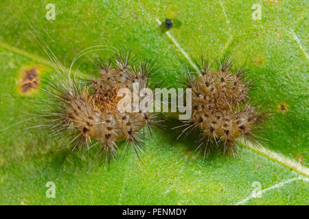 Braun tiger Motten, Raupen, (Hyphoraia aulica) Stockfoto