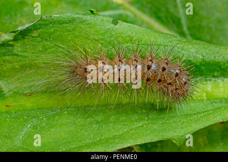 Braun Tiger Moth, Caterpillar, (Hyphoraia aulica) Stockfoto