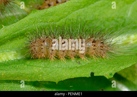 Braun Tiger Moth, Caterpillar, (Hyphoraia aulica) Stockfoto