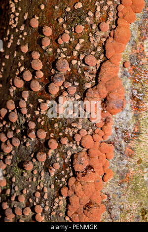 Buche, (Woodwart fragiforme Hypoxylon) Stockfoto