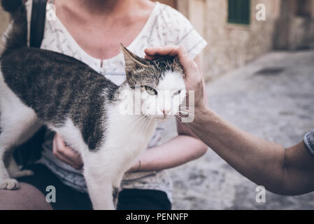 Menschen petting junge Katze auf der Straße Stockfoto