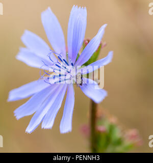 Kleine schwarze Fliegen auf ein helles Blau Blume Wegwarte (Cichorium intybus) in der Nähe der Küste in Südengland, Großbritannien nieder Stockfoto