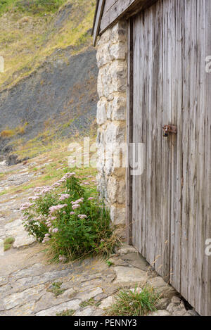 Gesperrt, verblasst, grau, Holz Garagentore mit einem rosa blühenden Strauch vor, Küste von Dorset, England, Großbritannien Stockfoto