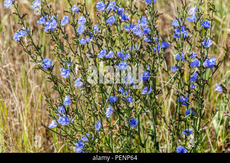 Zichorie Cichorium intybus Blaue Wildblume Juli Blume Sommer Wiese Blumen Cichorium Garten Pflanze blühende Natur Wildblumen Stockfoto