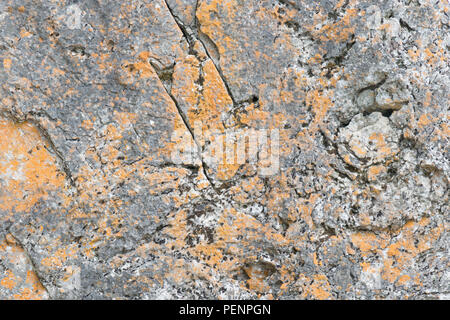 Etablierte Kalkstein boulder Felswand mit gelben und grauen Flechten Stockfoto