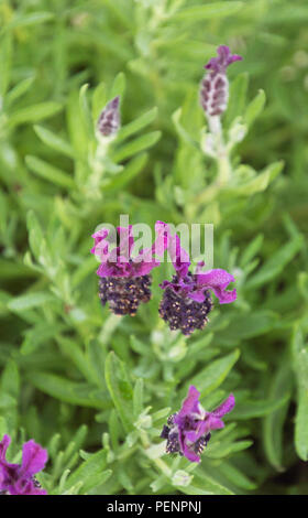 Duftende Spanisch Lavendel lavandula stoechas fließt im Sommer Stockfoto