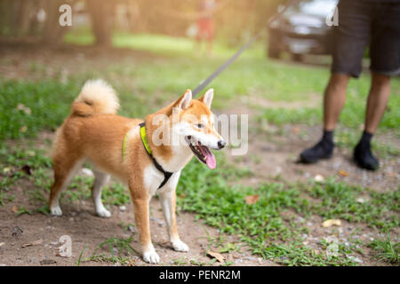 Mann Eigentümer unter Shiba Inu Hund an der Leine Gehen in den Park. Stockfoto