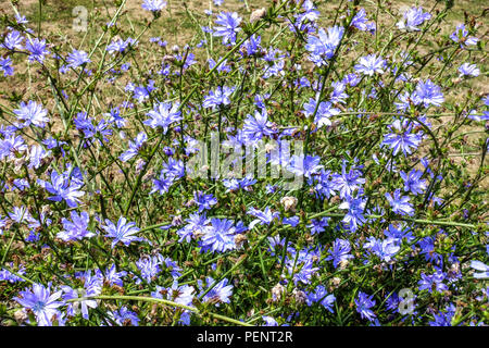 Zichorie, Cichorium intybus mehrjährige Wiese Stockfoto