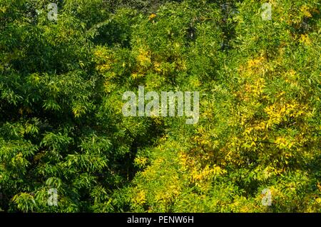 Krone der Laubwald im Herbst. Wald im Herbst Farben Blick von oben Hintergrund. Krone Wald Textur. Saisonalität Konzept Stockfoto