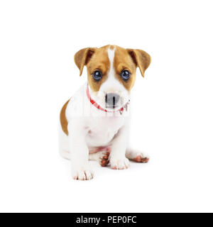 Jack Russel Welpe isoliert auf weißem Stockfoto