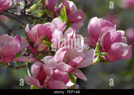 Blüte rosa und weißen Blüten auf der Magnolie. Stockfoto