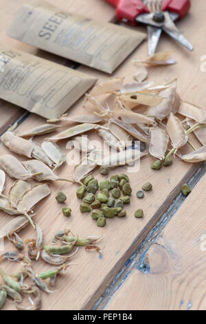 Lathyrus belinensis 'Goldmine' und Lathyrus sativus Azureus. Belin Pea und Platterbsen Erbsensamen mit Saatgutpackungen und Schoten auf einem Holz Hintergrund Stockfoto