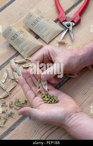 Lathyrus sativus Azureus und Lathyrus belinensis 'Goldmine'. Gärtner speichern Belin Pea und Platterbsen Erbsensamen mit Saatgutpackungen und Hülsen Stockfoto