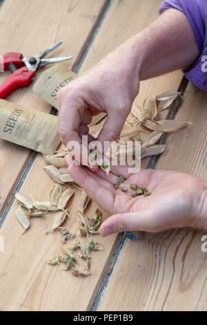 Lathyrus sativus Azureus und Lathyrus belinensis 'Goldmine'. Gärtner speichern Belin Pea und Platterbsen Erbsensamen mit Saatgutpackungen und Hülsen Stockfoto