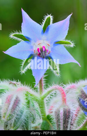 Auch die Nahaufnahme des Borretsch (Borago officinalis), als starflower in voller Blüte bekannt Stockfoto