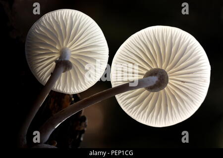 Lamellen und Oudemansiella mucida Stamm, die gemeinhin als Porzellan Pilz bekannt Stockfoto