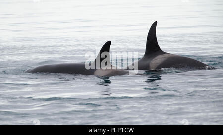 Pod von Orcas, Grundarfjordur, Island Stockfoto