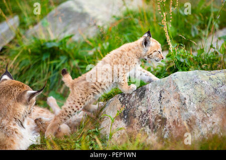 Lynx Mutter und nette junge Jungen beim Spielen im Gras Stockfoto