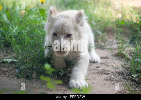 Magdeburg, Deutschland. 17 Aug, 2018. Eine White Lion cub schleicht durch die Freigehege. Am 05. Juli 2018 der Löwe Mutter "Kiara" Geburt zu 3 männlichen und einer weiblichen Nachwuchs gab. Credit: Klaus-Dietmar Gabbert/dpa-Zentralbild/dpa/Alamy leben Nachrichten Stockfoto