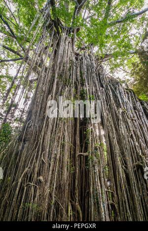 Kletterpflanzen auf einem Vorhang Feigenbaum in Australien Stockfoto