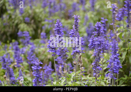 Blühende blaue Bugleweeds Ajuga in der Sommerwiese Stockfoto