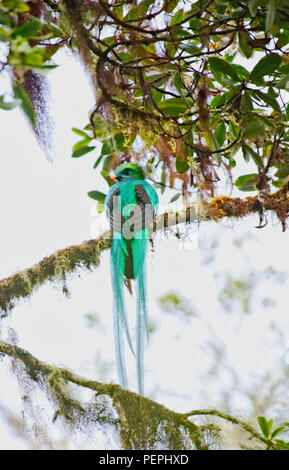 Bird Of Paradise, Mirador de Quetzales, Costa Rica Stockfoto