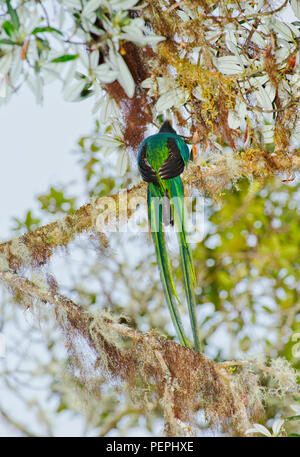 Bird Of Paradise, Mirador de Quetzales, Costa Rica Stockfoto