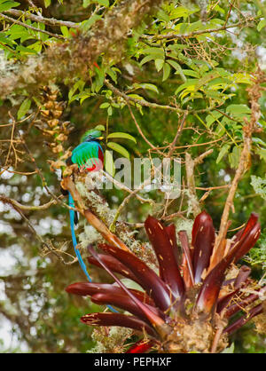 Bird Of Paradise, Mirador de Quetzales, Costa Rica Stockfoto