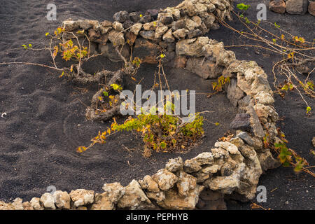 Runder Weinberg auf Lazarote Insel mit schwarzem Sand Stockfoto