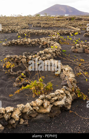Runder Weinberg auf Lazarote Insel mit schwarzem Sand und Blick auf die Berge Stockfoto