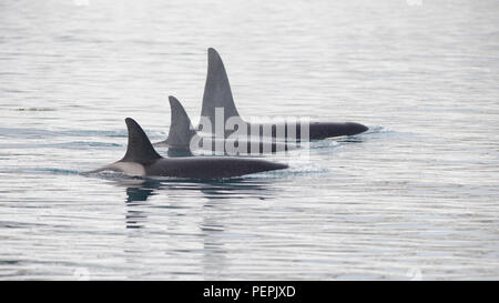 Pod von Orcas, Grundarfjordur, Island Stockfoto