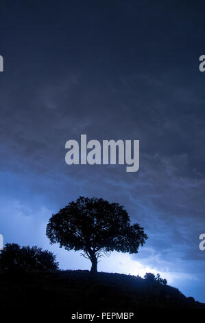 Nacht Landschaft, Eiche, Sterne, Wolken, Silhouette Stockfoto