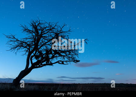 Nacht Landschaft, Eiche, Sterne, Wolken, Silhouette Stockfoto