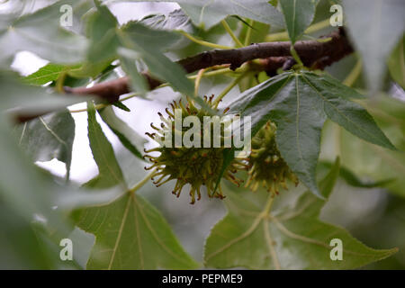 Grüne Samen mit stacheligen Oberfläche einer redgum Baum Liquidambar styraciflua, auch Sweetgum im Sommer mit reifen und unreifen Samen genannt Stockfoto