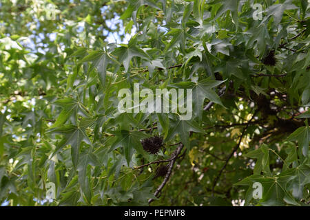 Liquidambar styraciflua auch Sweetgum im Sommer mit reifen und unreifen Samen, redgum Zweige mit reifen Samen genannt Stockfoto