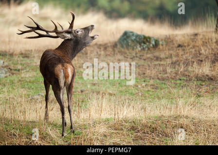 Rotwild, Rehe, Cervus elaphus-Furche, Zeit, Hirsch, Rotwild brüllen Stockfoto