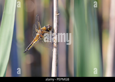 Vier Spotted Chaser Dragonfly (Libellula quadrimaculata) auf pflanzlichen Stammzellen thront. Tipperary, Irland Stockfoto