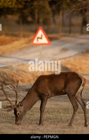 Rotwild, Rehe, Cervus elaphus auf der Straße, traffic signal Stockfoto