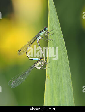 Paarung Blue-tailed Damselflies (Ischnura elegans) thront auf pflanzlichen Stammzellen, Tipperary, Irland Stockfoto