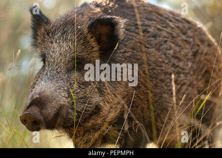 Wildschwein, sus scrofa, , Spanien Stockfoto